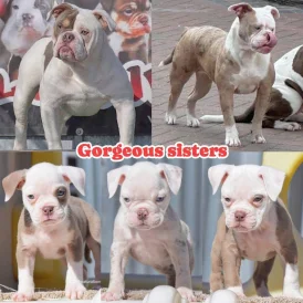 Dorset Olde Tyme Bulldogge - Both