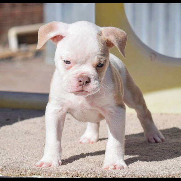 Dorset Olde Tyme Bulldogge - Both