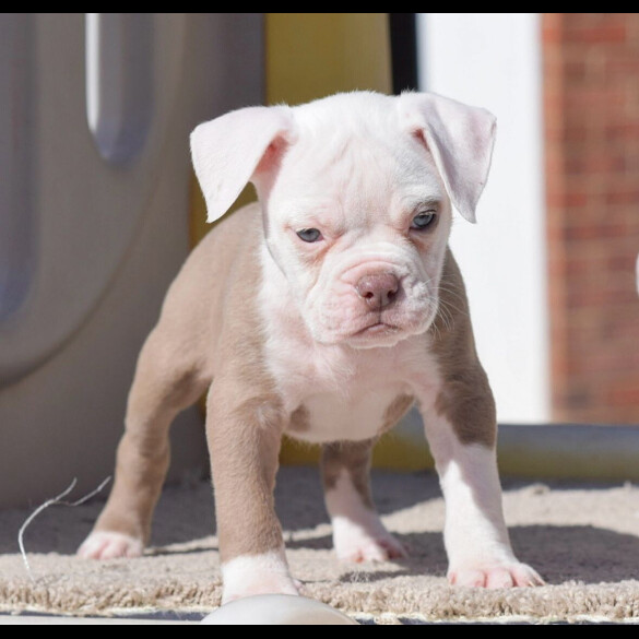Dorset Olde Tyme Bulldogge - Both