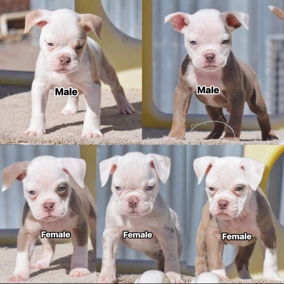 Dorset Olde Tyme Bulldogge - Both
