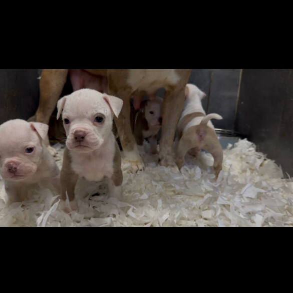 Dorset Olde Tyme Bulldogge - Both