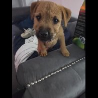 Lakeland Terrier - Dogs