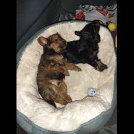 Pomapoo - Both