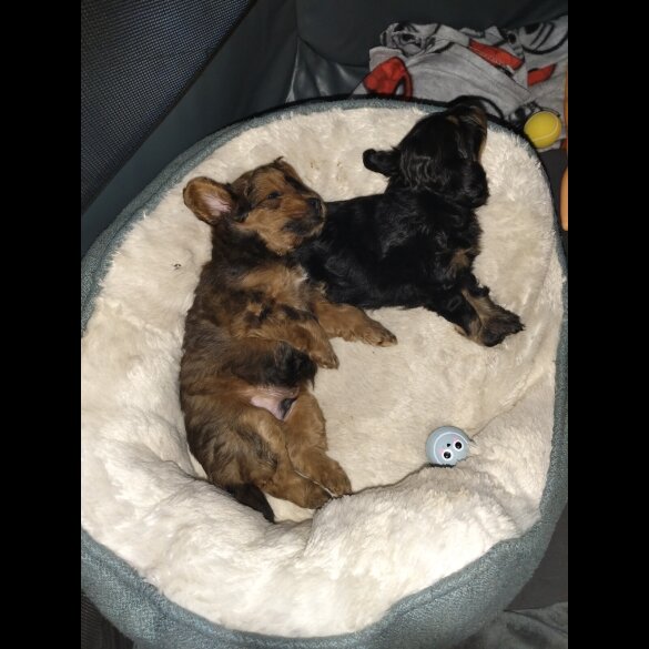 Pomapoo - Both