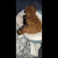 Pomapoo - Both