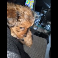 Pomapoo - Both