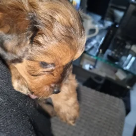 Pomapoo - Both