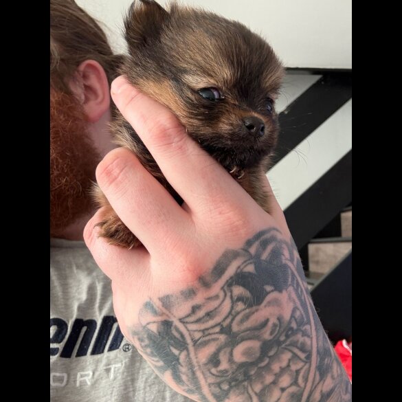 Pomeranian - Bitches