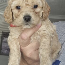 Poochon - Both