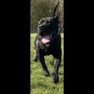 Presa Canario
