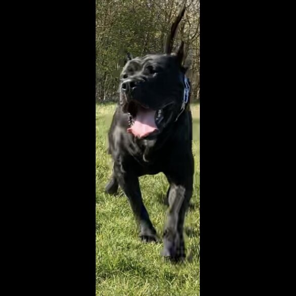 Presa Canario