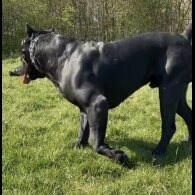 Presa Canario