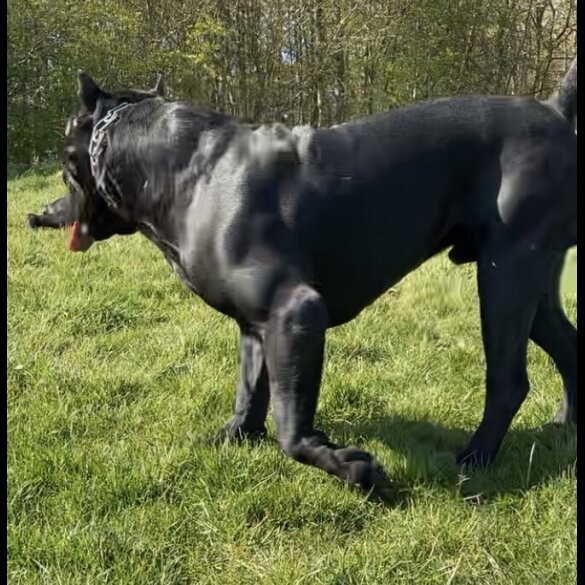 Presa Canario