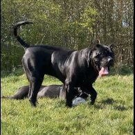 Presa Canario