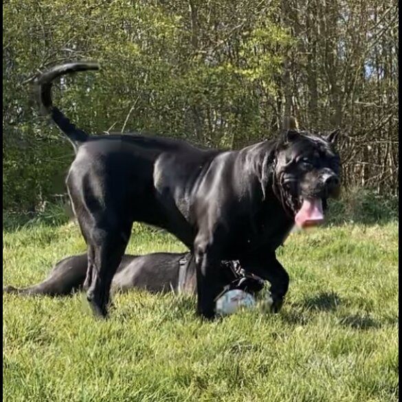 Presa Canario