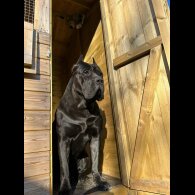 Presa Canario