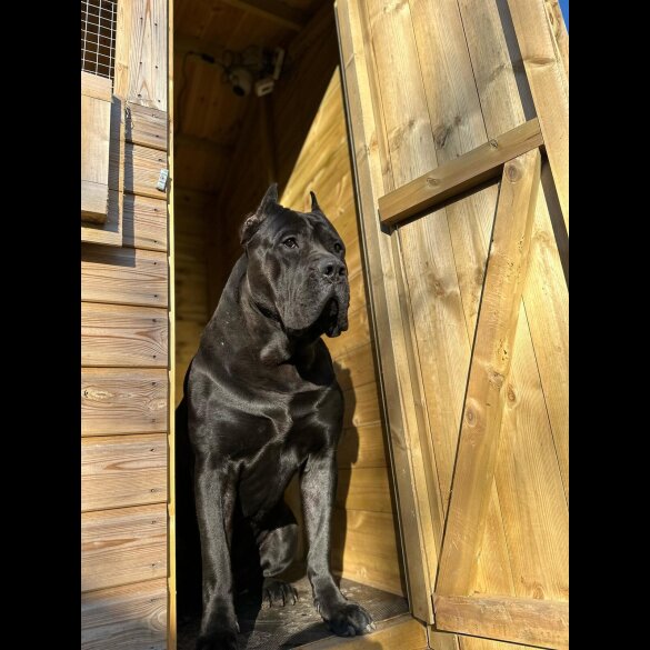 Presa Canario