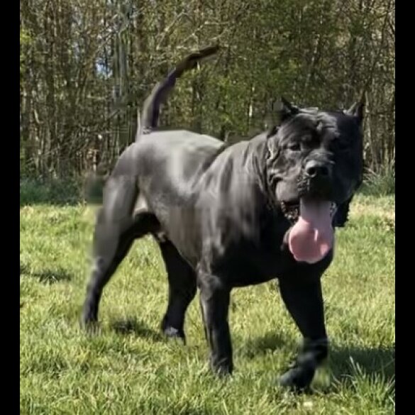 Presa Canario