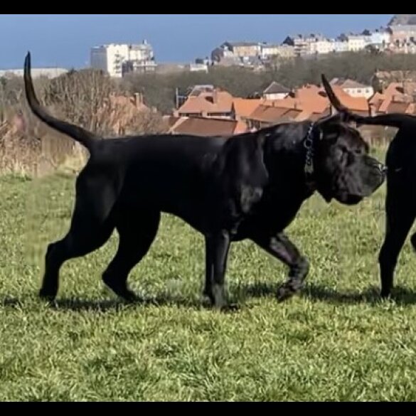 Presa Canario