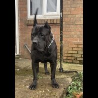 Presa Canario