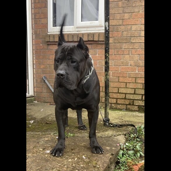 Presa Canario
