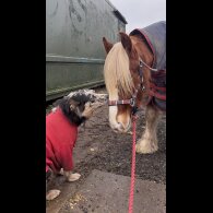 Border Collie