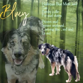 Border Collie