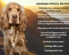 Cocker Spaniel (Show)