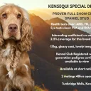 Cocker Spaniel (Show)
