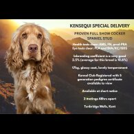 Cocker Spaniel (Working &amp; Show)