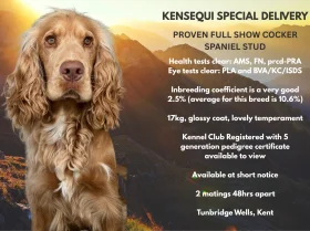 Cocker Spaniel (Show)