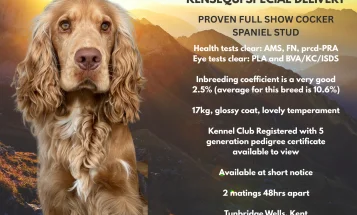 Cocker Spaniel (Show)