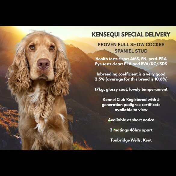 Cocker Spaniel (Working &amp; Show)