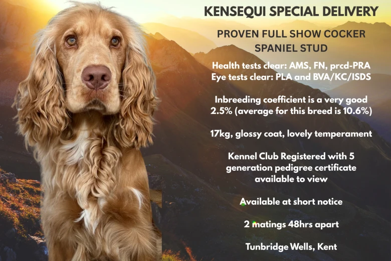 Cocker Spaniel (Show)