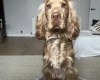 Cocker Spaniel (Show)