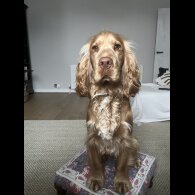 Cocker Spaniel (Working &amp; Show)