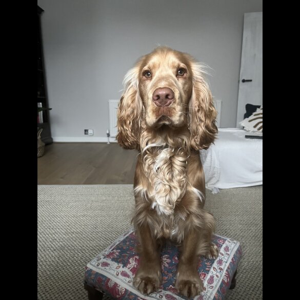 Cocker Spaniel (Working &amp; Show)