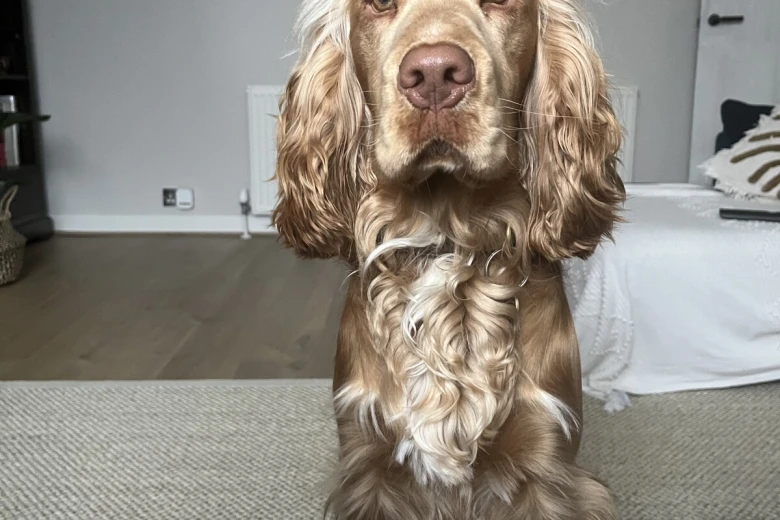 Cocker Spaniel (Show)