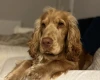 Cocker Spaniel (Show)