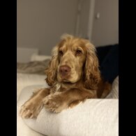 Cocker Spaniel (Working &amp; Show)