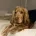 Cocker Spaniel (Show)