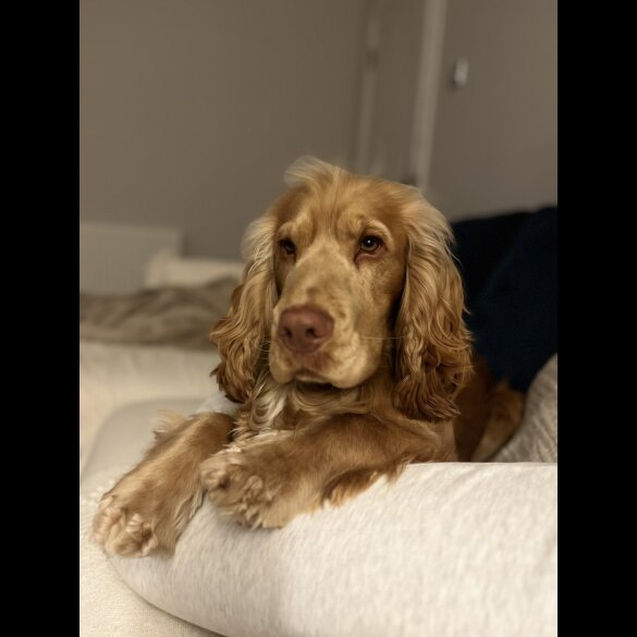 Cocker Spaniel (Working &amp; Show)