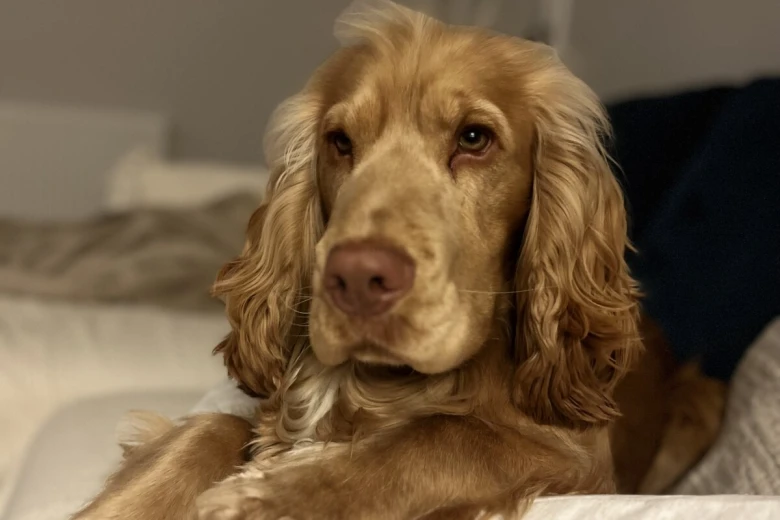 Cocker Spaniel (Show)
