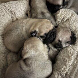 Pug - Both