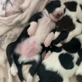 English Springer Spaniel - Both