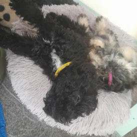 Lakeland Terrier - Both