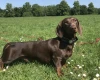 Dachshund (Smooth Haired)