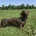 Dachshund (Smooth Haired)