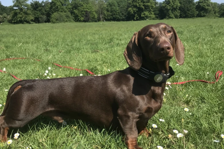 Dachshund (Smooth Haired)