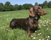 Dachshund (Smooth Haired)
